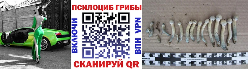 Псилоцибиновые грибы Psilocybe  Томилино 